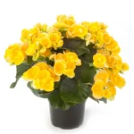 Бегония горшечная